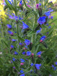 Attēlu rezultāti vaicājumam “Echium vulgare bud”