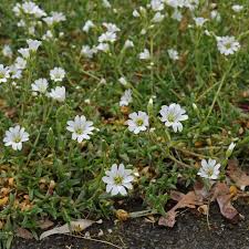 Attēlu rezultāti vaicājumam “Cerastium arvense flower”