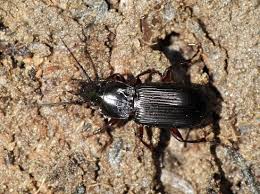 Attēlu rezultāti vaicājumam “Pterostichus aterrimus”