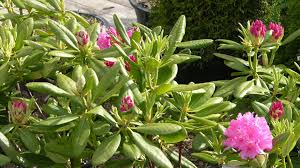 Image result for haaga tehron