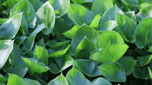 Attēlu rezultāti vaicājumam “Calla palustris leaf”