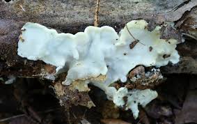 Attēlu rezultāti vaicājumam “Antrodiella semisupina”