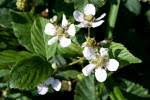 Attēlu rezultāti vaicājumam “Rubus plicatus flower”