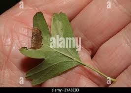 Attēlu rezultāti vaicājumam “Parornix anglicella”