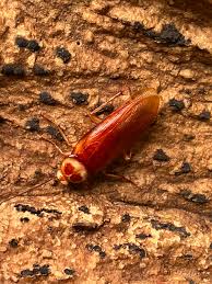 Image result for periplaneta americana