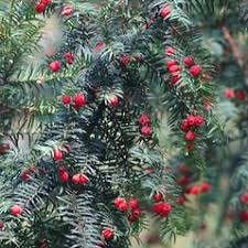 Attēlu rezultāti vaicājumam “Taxus baccata bud”