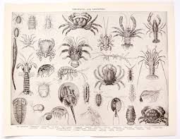 Attēlu rezultāti vaicājumam “Crustacea”