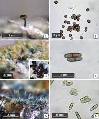 Attēlu rezultāti vaicājumam “Chaenotheca chrysocephala”
