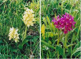Attēlu rezultāti vaicājumam “Dactylorhiza majalis subsp. baltica”