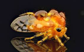 Attēlu rezultāti vaicājumam “Membracidae”