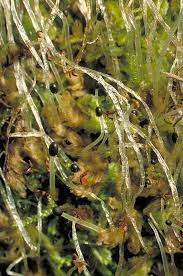 Attēlu rezultāti vaicājumam “Lophocolea”