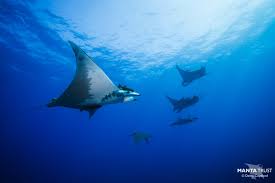 Image result for Mobula tarapacana