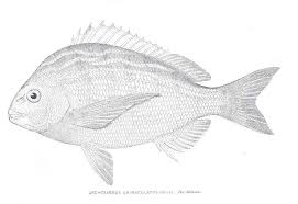 Image result for Archosargus rhomboidalis