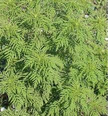 Attēlu rezultāti vaicājumam “Ambrosia artemisiifolia”