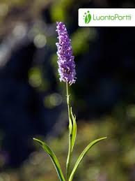 Attēlu rezultāti vaicājumam “Gymnadenia conopsea flower”