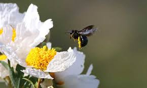 Image result for Romneya coulteri