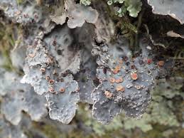 Attēlu rezultāti vaicājumam “Reticularia lobata spores”