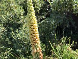 Image result for Digitalis ferruginea