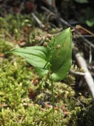 Attēlu rezultāti vaicājumam “Maianthemum bifolium fruit”