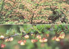 Attēlu rezultāti vaicājumam “Berberis thunbergii flower”