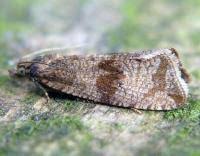 Attēlu rezultāti vaicājumam “Celypha striana”