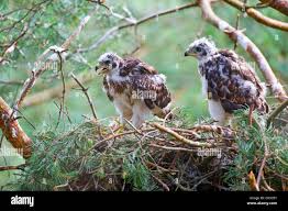 Attēlu rezultāti vaicājumam “Accipiter gentilis nest”