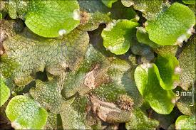 Attēlu rezultāti vaicājumam “Conocephalum salebrosum sporophyte”