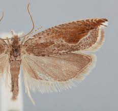 Attēlu rezultāti vaicājumam “Ancylis apicella”