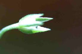 Attēlu rezultāti vaicājumam “Moehringia trinervia flower”