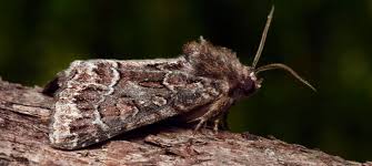 Attēlu rezultāti vaicājumam “Noctuidae”