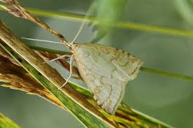 Attēlu rezultāti vaicājumam “Udea lutealis”