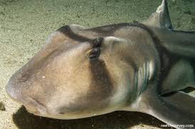 Image result for Heterodontus portusjacksoni