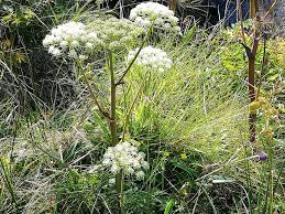 Attēlu rezultāti vaicājumam “Angelica sylvestris flower”