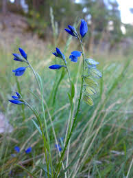 Attēlu rezultāti vaicājumam “Polygala vulgaris leaf”