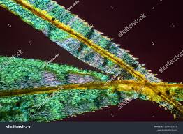 Attēlu rezultāti vaicājumam “Dicranum polysetum”