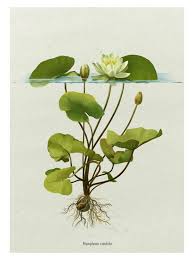 Attēlu rezultāti vaicājumam “Nymphaea candida”