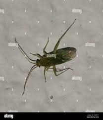 Attēlu rezultāti vaicājumam “Blepharidopterus angulatus”