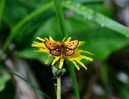 Attēlu rezultāti vaicājumam “Carterocephalus silvicolus”