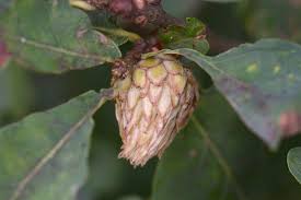 Attēlu rezultāti vaicājumam “Andricus foecundatrix”