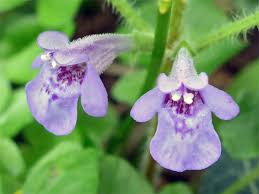 Image result for Glechoma hederacea