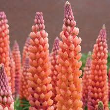 Attēlu rezultāti vaicājumam “Lupinus polyphyllus fruit”