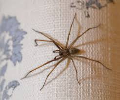 Attēlu rezultāti vaicājumam “Tegenaria sp.”