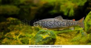 Attēlu rezultāti vaicājumam “Salmo trutta”