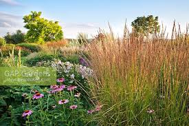 Attēlu rezultāti vaicājumam “Calamagrostis purpurea flower”
