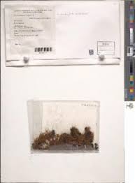 Attēlu rezultāti vaicājumam “Bryum funkii”