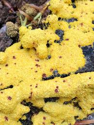 Attēlu rezultāti vaicājumam “Fuligo luteonitens macro”