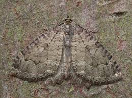 Attēlu rezultāti vaicājumam “Triphosa dubitata”