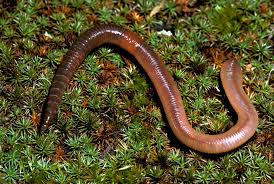 Attēlu rezultāti vaicājumam “Lumbricus terrestris”