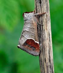 Attēlu rezultāti vaicājumam “Clostera curtula”