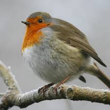 Attēlu rezultāti vaicājumam “Erithacus rubecula”
